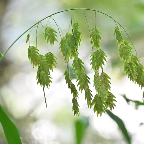 Chasmanthium Latifolium (Inland Sea Oats)