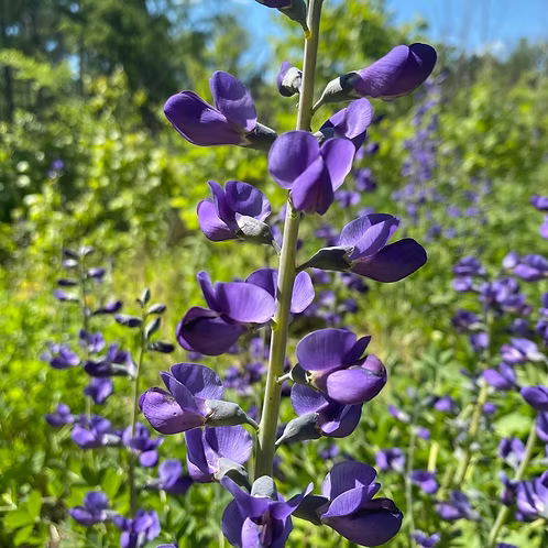 Baptisia Australis (Wild Blue Indigo)