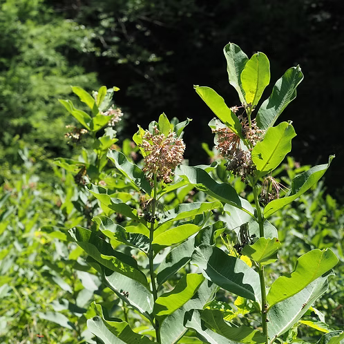 Asclepias Syriaca (Common Milkweed)