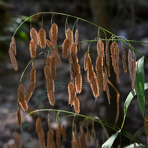 Chasmanthium Latifolium (Inland Sea Oats)