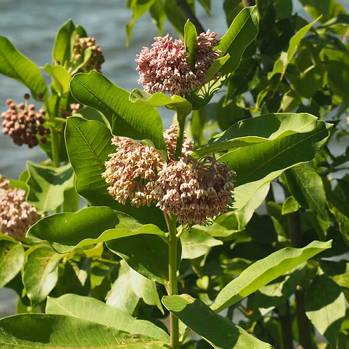 Asclepias Syriaca (Common Milkweed)