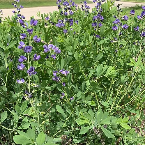 Baptisia Australis (Wild Blue Indigo)