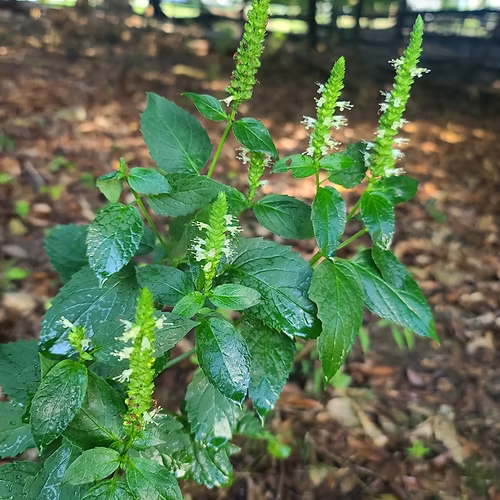 Agastache Nepetoides (Yellow Giant Hyssop)