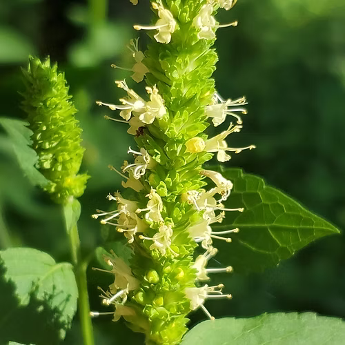 Agastache Nepetoides (Yellow Giant Hyssop)
