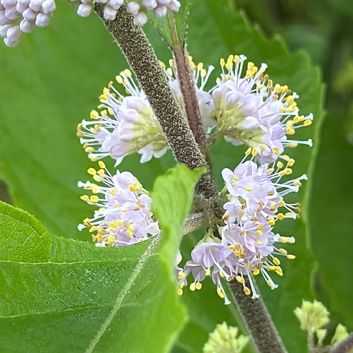 Callicarpa Americana (American Beautyberry) Seed Packet