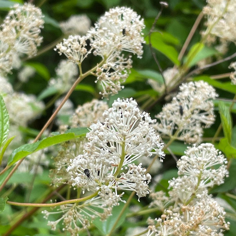 Ceanothus americanus (New Jersey Tea)