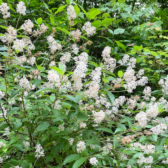 Ceanothus americanus (New Jersey Tea)