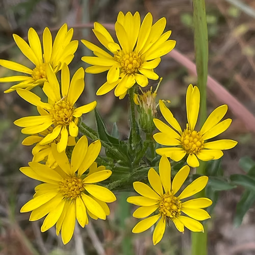 Chrysopsis Mariana (Maryland Golden-Aster)