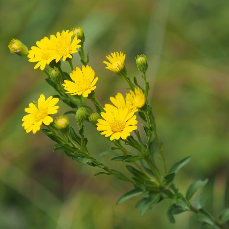 Chrysopsis Mariana (Maryland Golden-Aster)