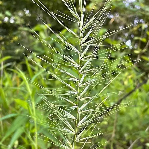 Elymus Hystrix (Bottlebrush Grass)