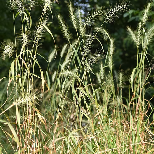 Elymus Hystrix (Bottlebrush Grass)