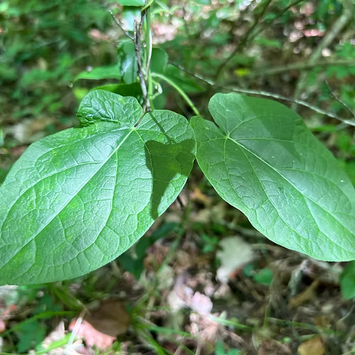 Gonolobus Suberosus (Anglepod Milkvine) Seed Packet
