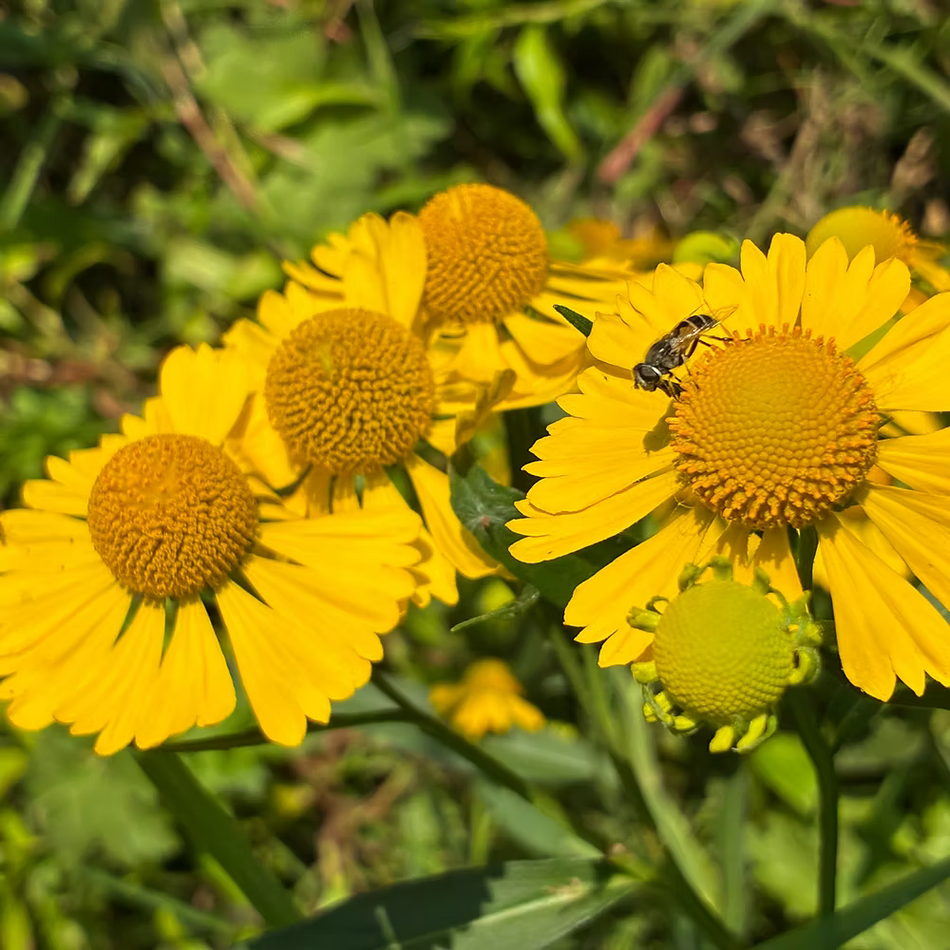 Helenium Autumnale (Common Sneezeweed)