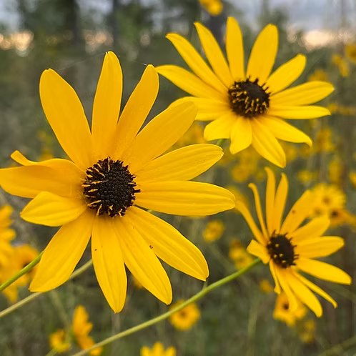 Helianthus Angustifolius (Narrowleaf Sunflower) Seed Packet