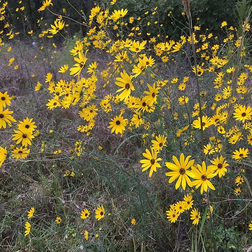 Helianthus Angustifolius (Narrowleaf Sunflower) Seed Packet