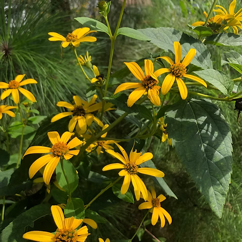 Heliopsis Helianthoides (Early Sunflower)