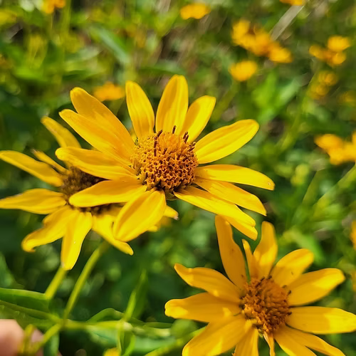 Heliopsis Helianthoides (Early Sunflower)