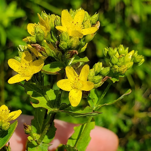 Hypericum Prolificum (Shrubby St. John's Wort)
