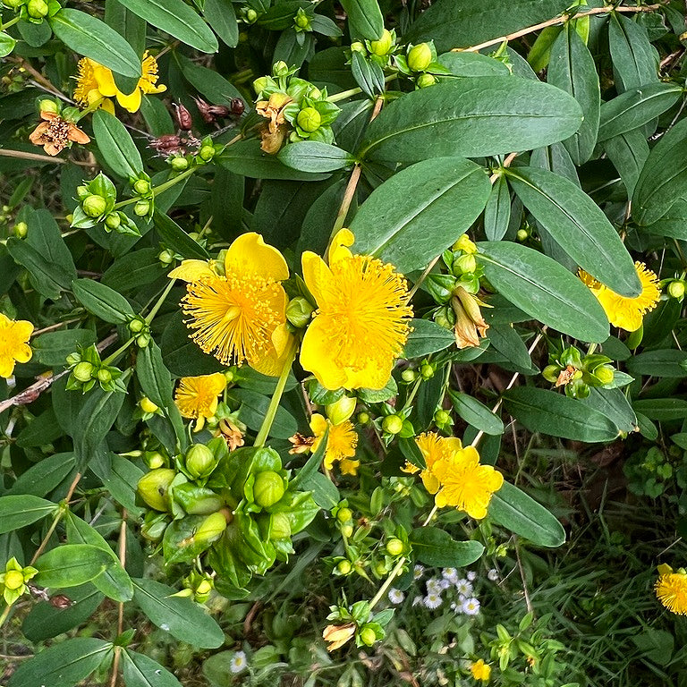Hypericum prolificum (Shrubby St. John's Wort)