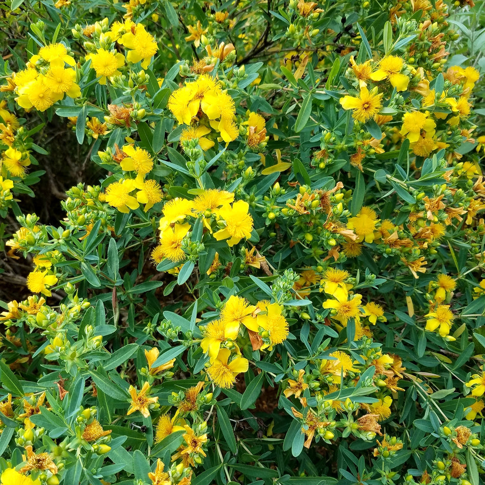 Hypericum prolificum (Shrubby St. John's Wort)