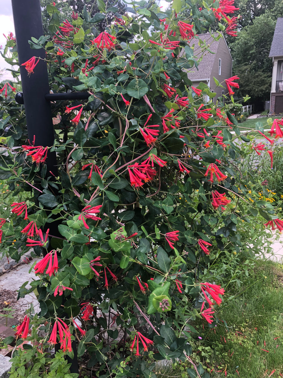 Lonicera Sempervirens (Coral Honeysuckle)