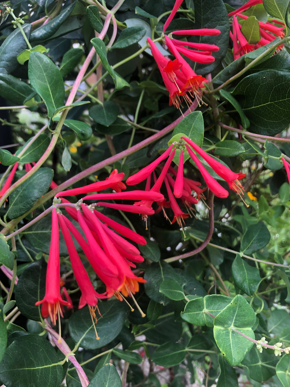 Lonicera Sempervirens (Coral Honeysuckle)