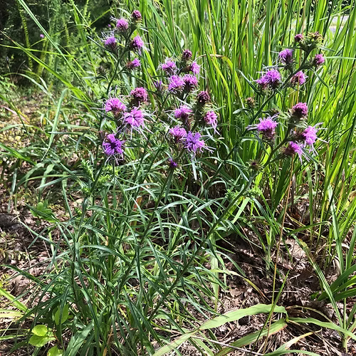 Liatris Squarrosa (Scaly Blazingstar) Seed Packet