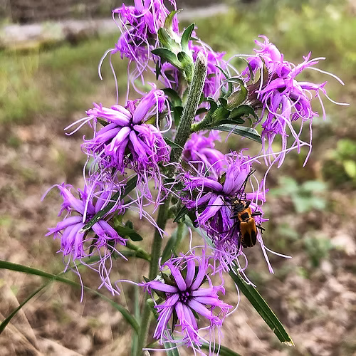 Liatris Squarrosa (Scaly Blazingstar) Seed Packet