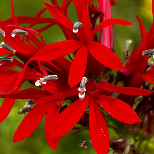 Lobelia Cardinalis (Cardinal Flower)