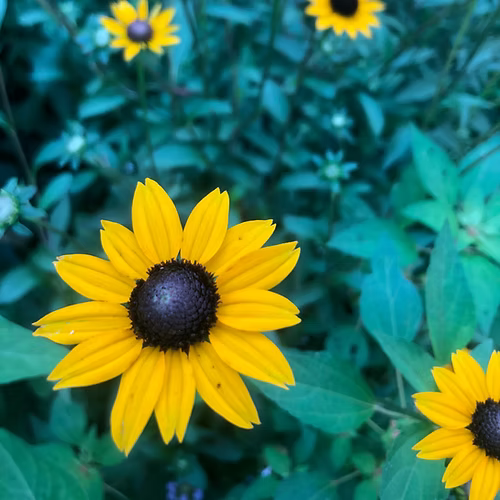 Rudbeckia Fulgida (Orange Coneflower)