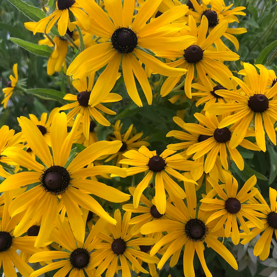 Rudbeckia Hirta (Black-Eyed Susan) Seed Packet