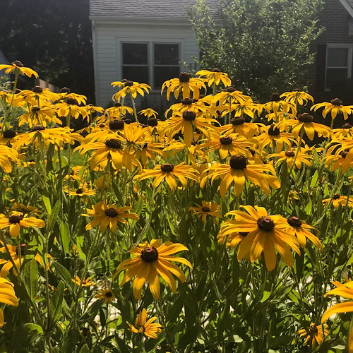 Rudbeckia Hirta (Black-Eyed Susan) Seed Packet