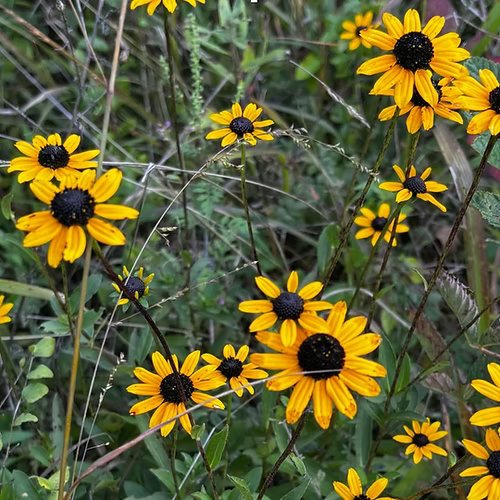Rudbeckia Fulgida (Orange Coneflower)