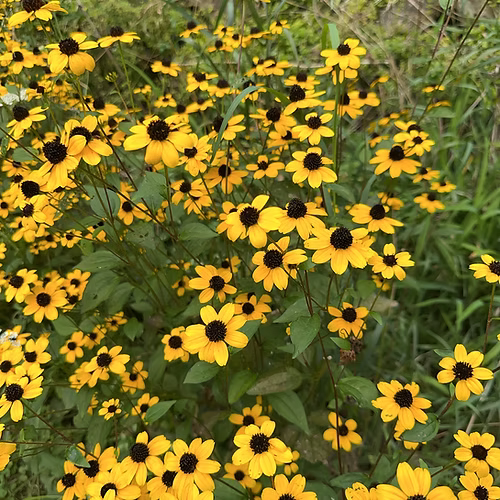 Rudbeckia Triloba (Brown-Eyed Susan)