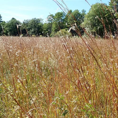 Schizachyrium Scoparium (Little Bluestem)