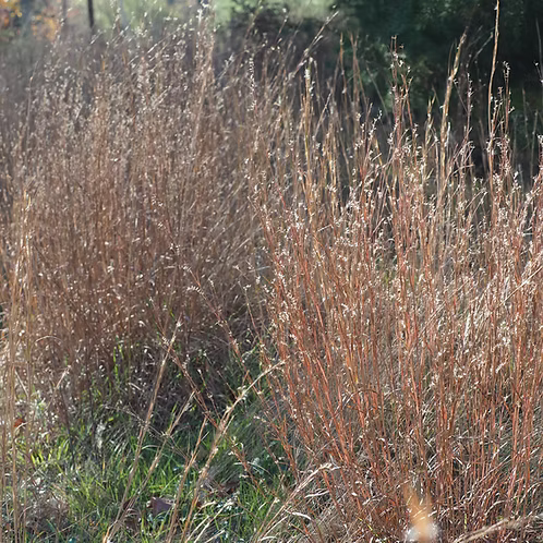 Schizachyrium Scoparium (Little Bluestem)