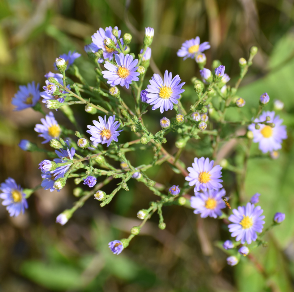 Symphyotrichum laeve (Smooth aster)