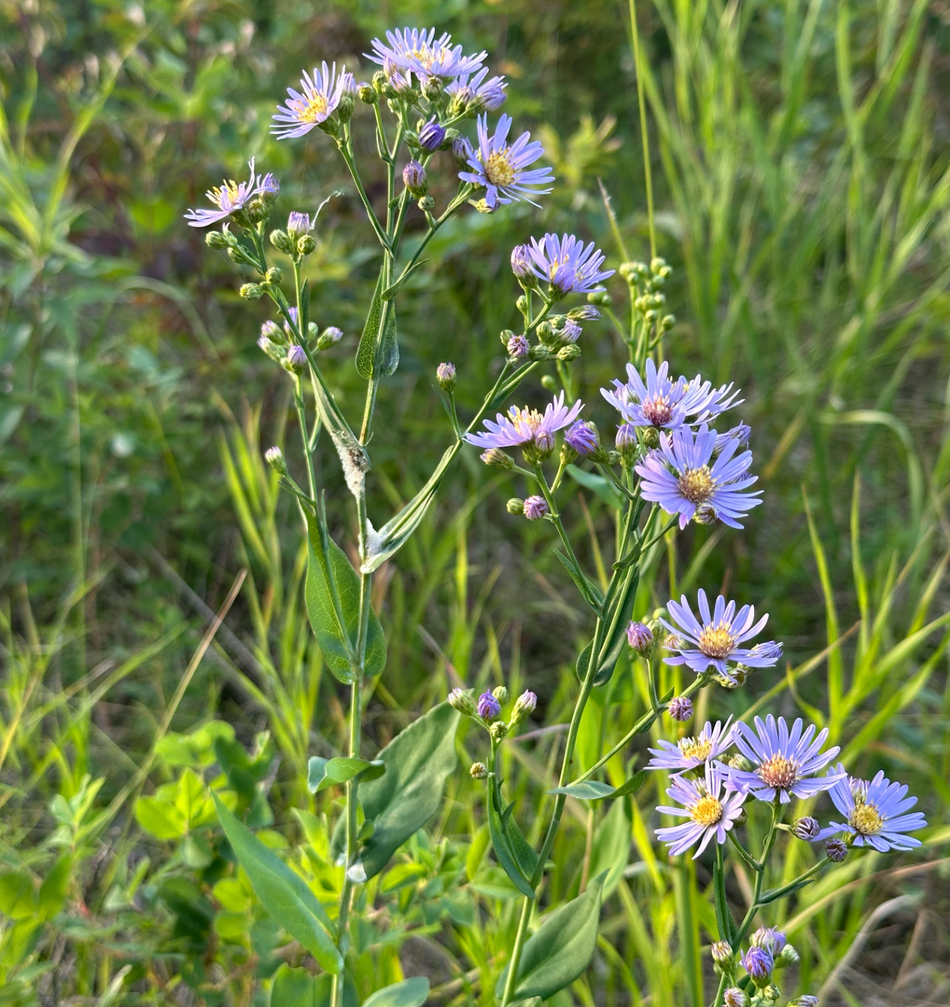 Symphyotrichum laeve (Smooth aster)