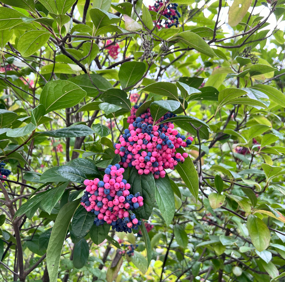 Viburnum nudum (Possumhaw)