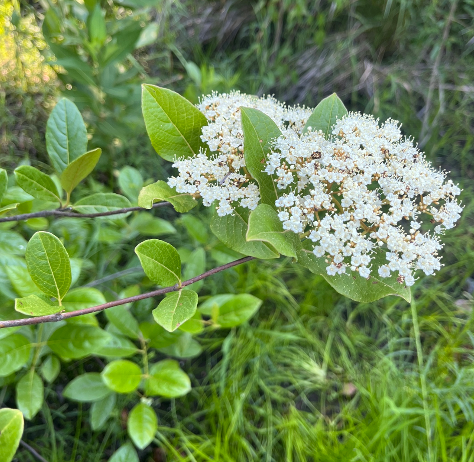 Viburnum nudum (Possumhaw)
