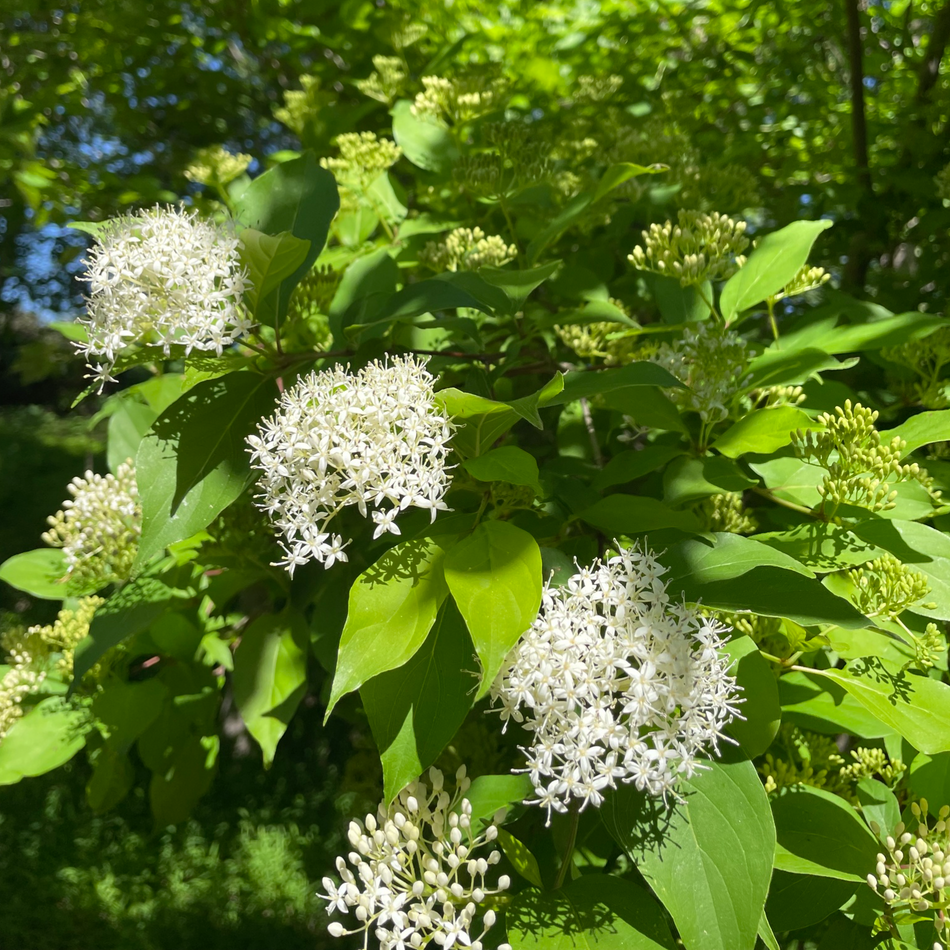 Cornus amomum (Silky Dogwood)