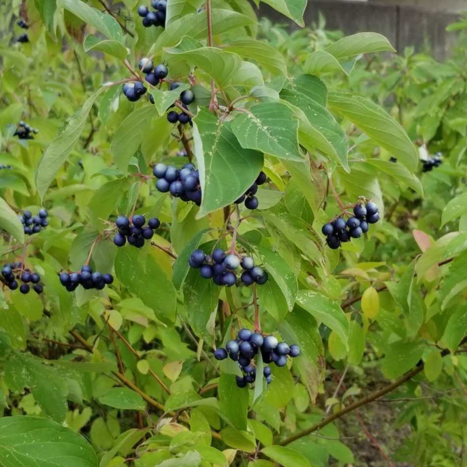 Cornus amomum (Silky Dogwood)