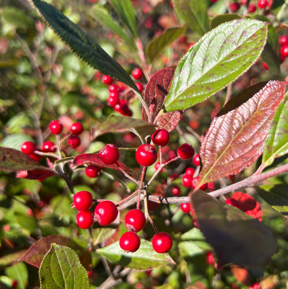 Aronia arbitufolia (Red Chokeberry)