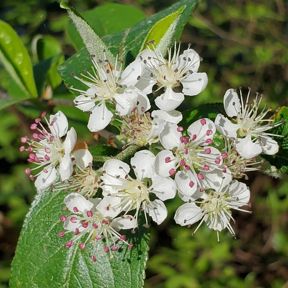 Aronia arbitufolia (Red Chokeberry)