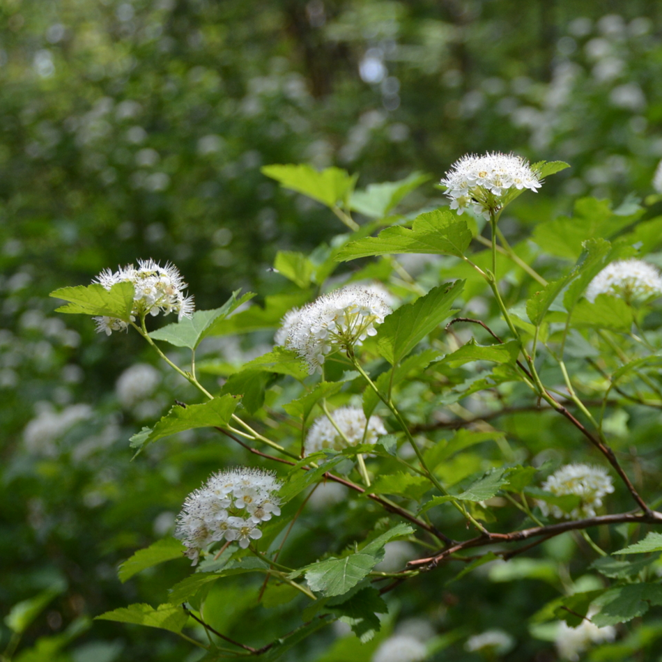 Physocarpus opulifolius (Eastern ninebark)