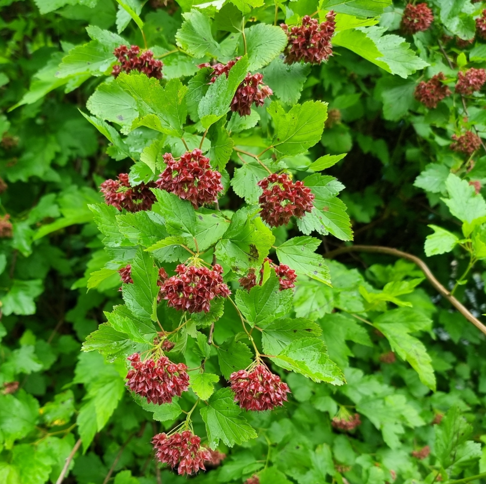 Physocarpus opulifolius (Eastern ninebark)