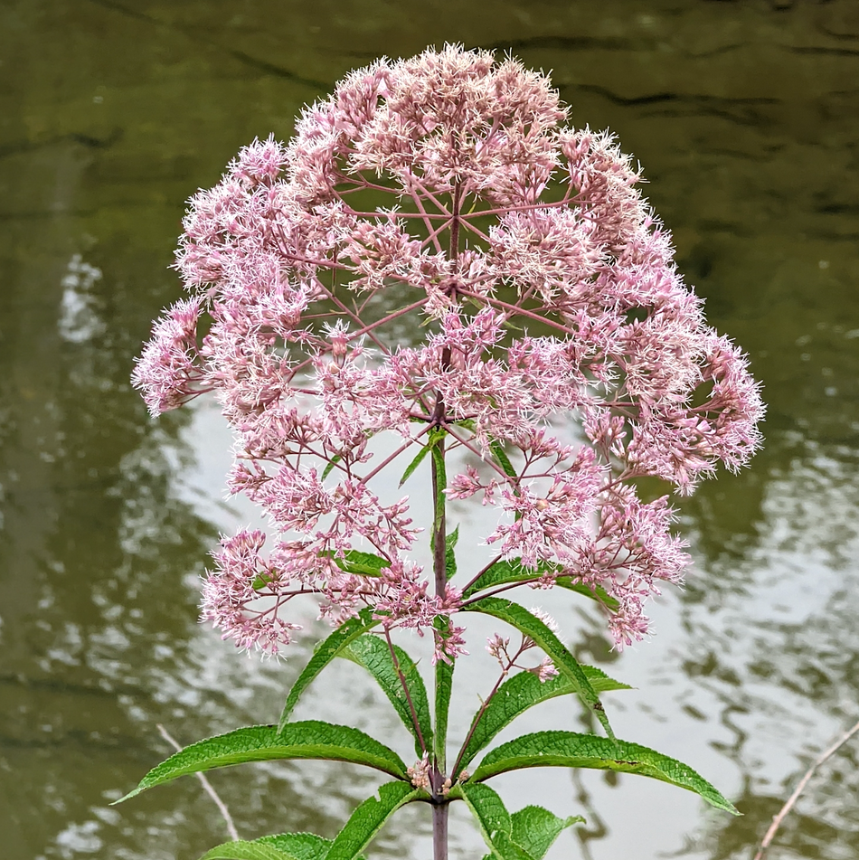 Eutrochium fistulosum (Hollow Joe-Pye Weed)