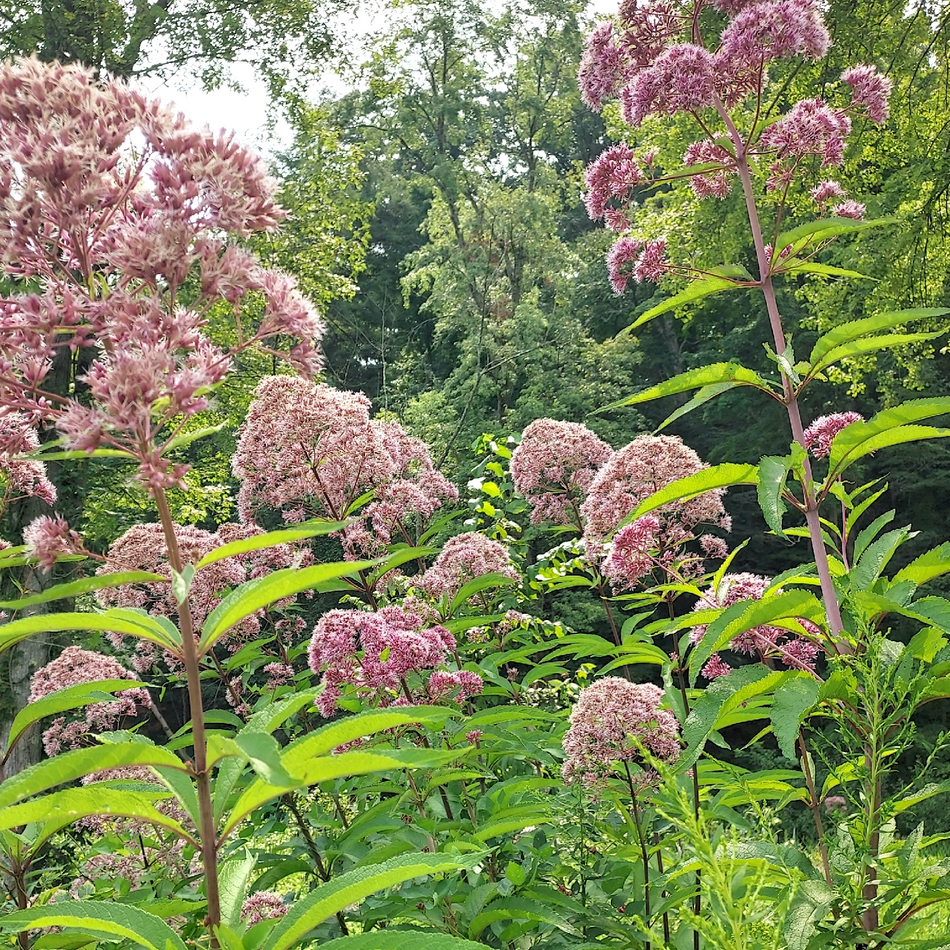 Eutrochium fistulosum (Hollow Joe-Pye Weed)