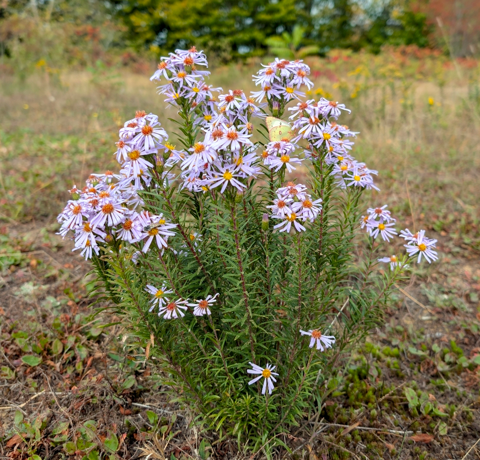 Ionactis liniariifolia (Flaxleaf Aster)
