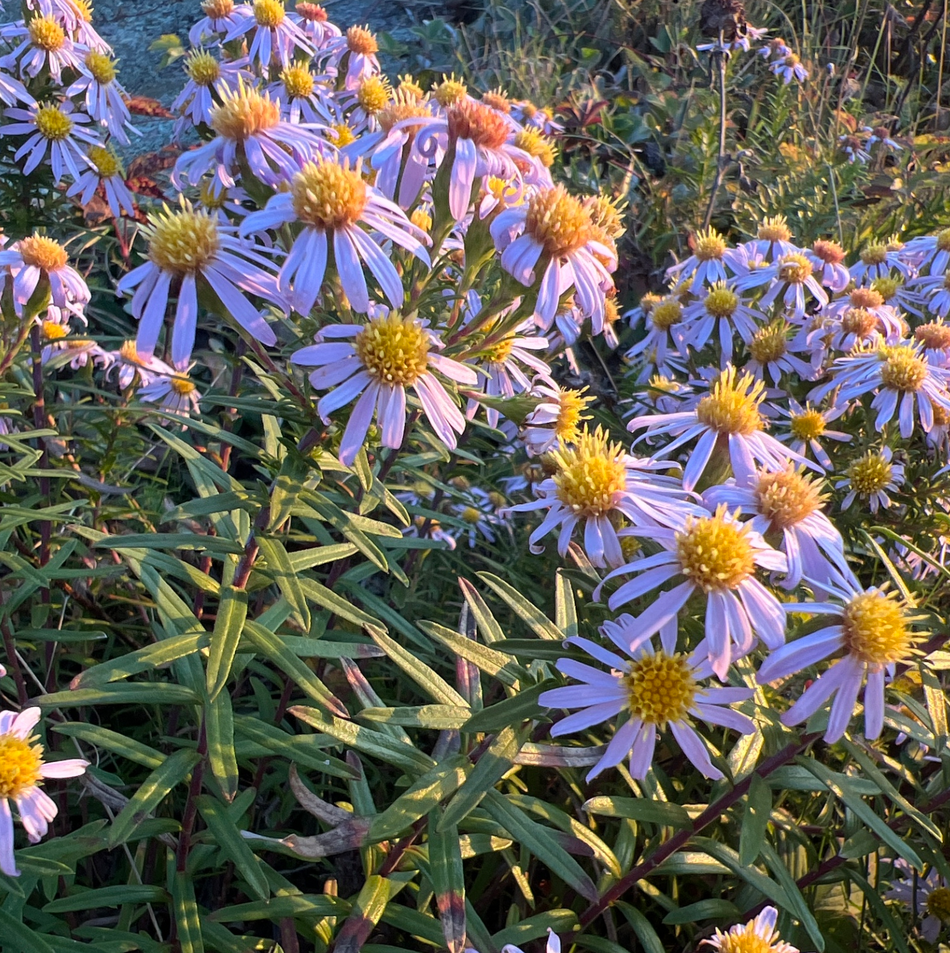 Ionactis liniariifolia (Flaxleaf Aster)